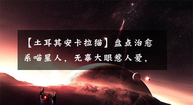 【土耳其安卡拉貓】盤點治愈系喵星人，無辜大眼惹人愛，平撫燥熱盛夏