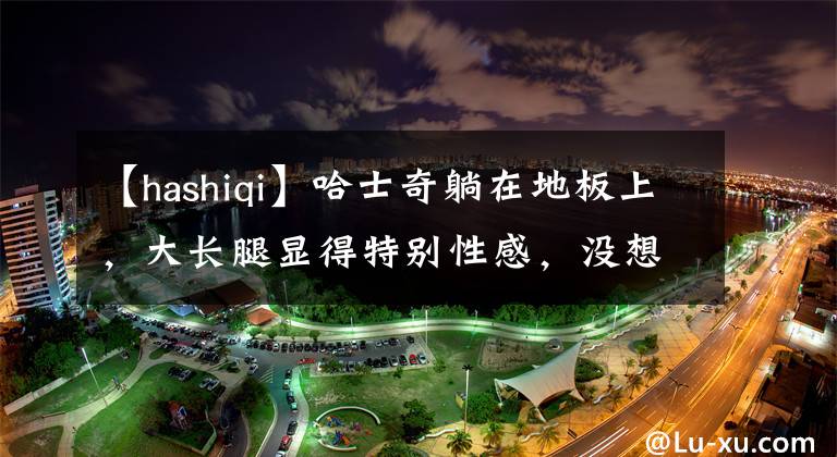 【hashiqi】哈士奇躺在地板上，大長腿顯得特別性感，沒想到你是這樣的狗狗