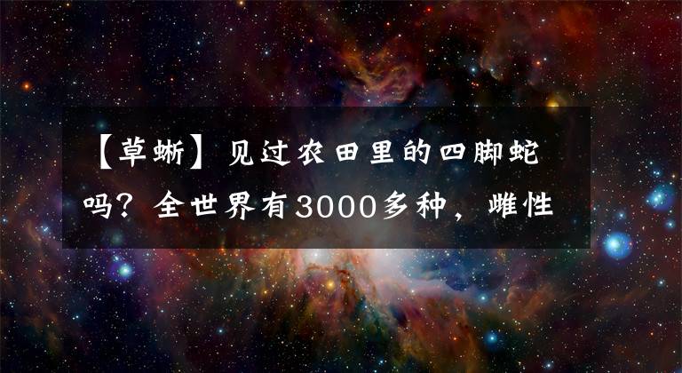 【草蜥】見過農(nóng)田里的四腳蛇嗎？全世界有3000多種，雌性可以單獨繁殖