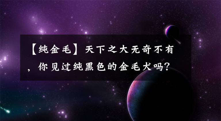 【純金毛】天下之大無奇不有，你見過純黑色的金毛犬嗎？今天帶你認(rèn)識(shí)一下