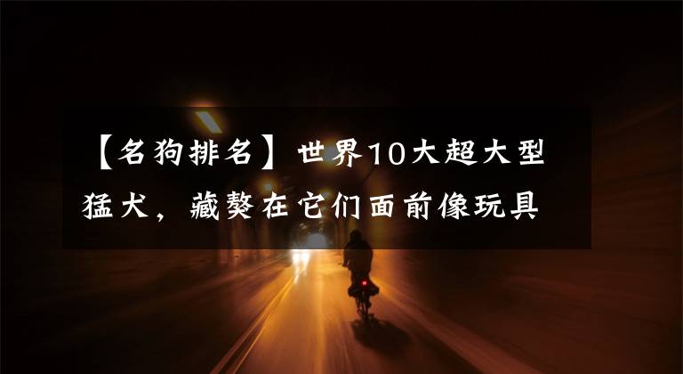 【名狗排名】世界10大超大型猛犬，藏獒在它們面前像玩具，你見過最大的狗嗎？