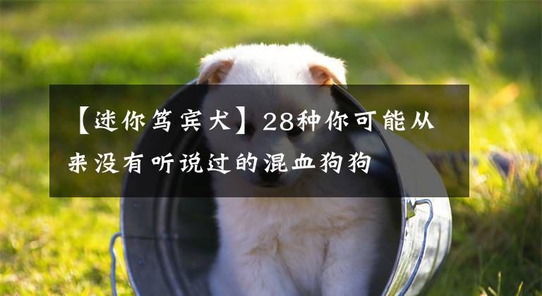 【迷你篤賓犬】28種你可能從來沒有聽說過的混血狗狗