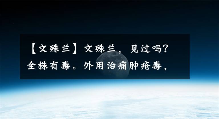 【文殊蘭】文殊蘭，見過嗎？全株有毒。外用治癰腫瘡毒，跌打骨折，關(guān)節(jié)痛