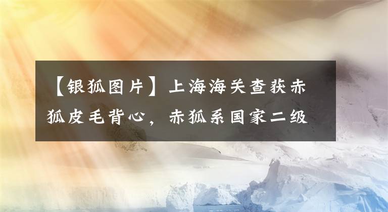 【銀狐圖片】上海海關(guān)查獲赤狐皮毛背心，赤狐系國家二級重點(diǎn)保護(hù)動(dòng)物