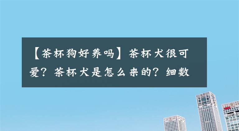 【茶杯狗好養(yǎng)嗎】茶杯犬很可愛？茶杯犬是怎么來的？細數(shù)茶杯犬背后血淚史