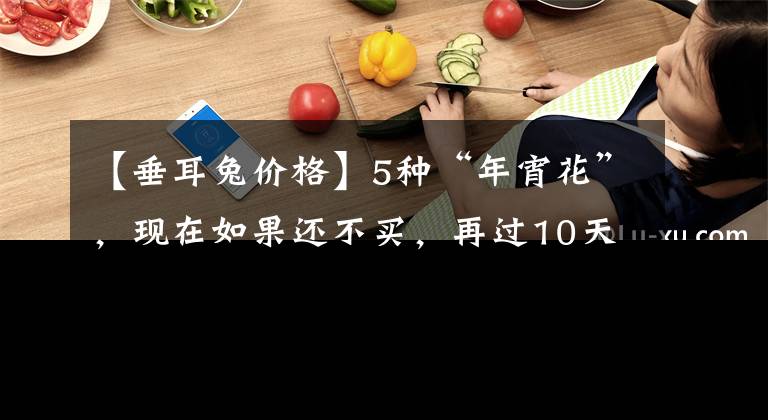 【垂耳兔價(jià)格】5種“年宵花”，現(xiàn)在如果還不買(mǎi)，再過(guò)10天要漲價(jià)，趕緊來(lái)省錢(qián)