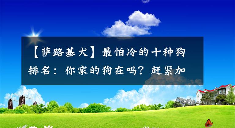 【薩路基犬】最怕冷的十種狗排名：你家的狗在嗎？趕緊加衣服