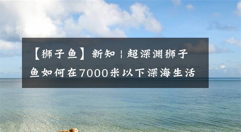 【獅子魚】新知 | 超深淵獅子魚如何在7000米以下深海生活？