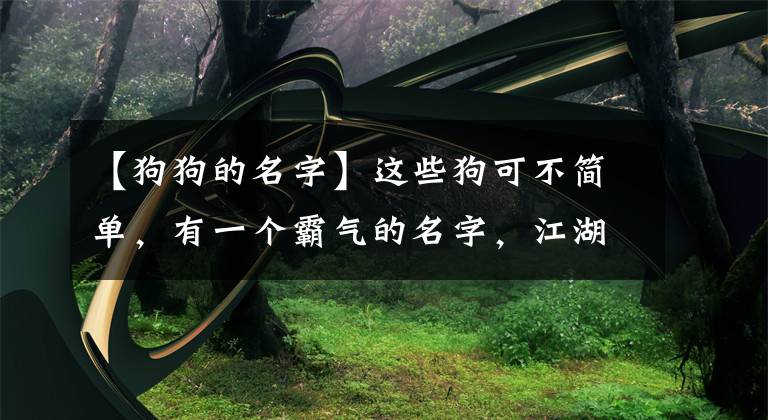 【狗狗的名字】這些狗可不簡(jiǎn)單，有一個(gè)霸氣的名字，江湖人稱(chēng)“犬中四霸”