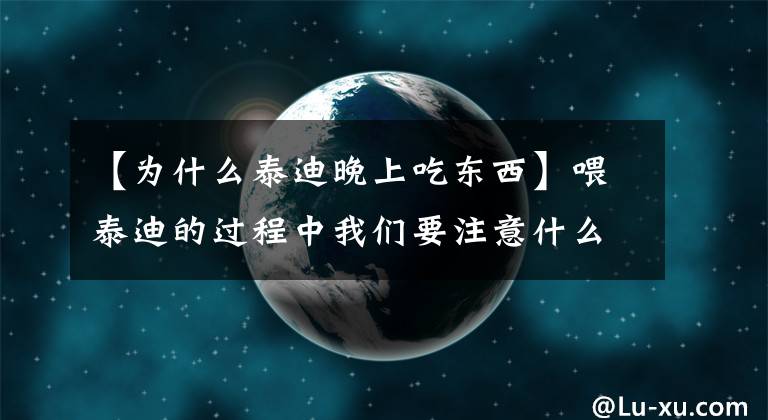 【為什么泰迪晚上吃東西】喂泰迪的過程中我們要注意什么？你知道多少？