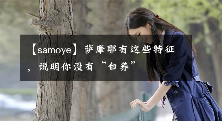 【samoye】薩摩耶有這些特征，說明你沒有“白養(yǎng)”