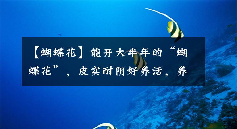 【蝴蝶花】能開大半年的“蝴蝶花”，皮實耐陰好養(yǎng)活，養(yǎng)在家里喜慶熱鬧