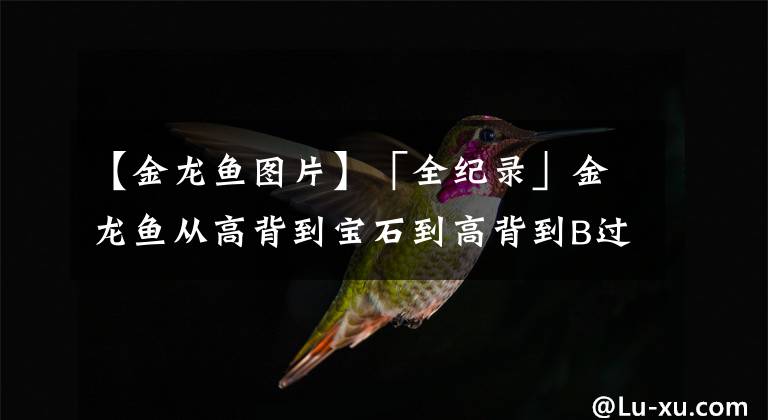 【金龍魚圖片】「全紀(jì)錄」金龍魚從高背到寶石到高背到B過，最終成為過背金龍魚