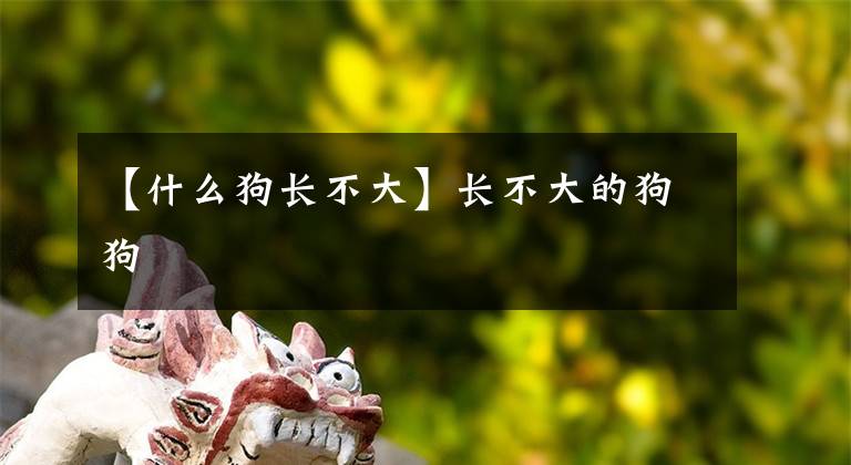 【什么狗長(zhǎng)不大】長(zhǎng)不大的狗狗