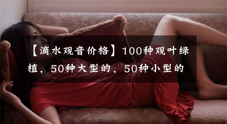 【滴水觀音價(jià)格】100種觀葉綠植，50種大型的，50種小型的，家里沒(méi)有陽(yáng)光也能養(yǎng)