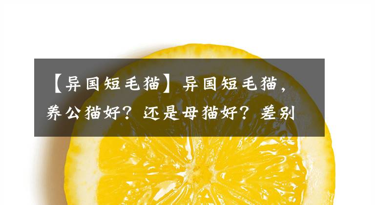 【異國(guó)短毛貓】異國(guó)短毛貓，養(yǎng)公貓好？還是母貓好？差別真的很大