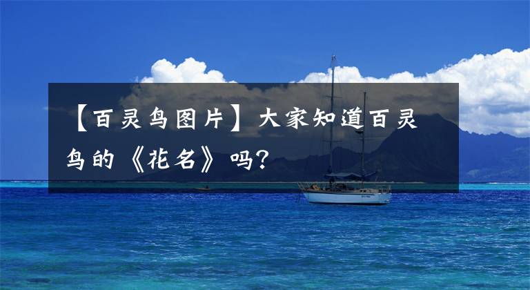 【百靈鳥(niǎo)圖片】大家知道百靈鳥(niǎo)的《花名》嗎？