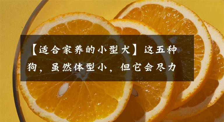 【適合家養(yǎng)的小型犬】這五種狗，雖然體型小，但它會(huì)盡力保護(hù)主人