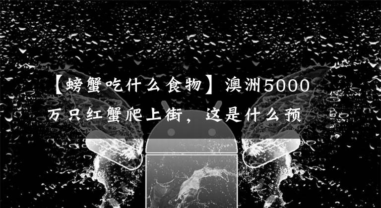 【螃蟹吃什么食物】澳洲5000萬只紅蟹爬上街，這是什么預(yù)兆？當(dāng)?shù)厝藶楹尾怀运鼈儯?></a></div> <div   id=