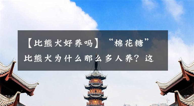 【比熊犬好養(yǎng)嗎】“棉花糖”比熊犬為什么那么多人養(yǎng)？這6大優(yōu)勢，讓人無法拒絕