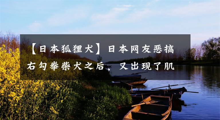 【日本狐貍?cè)咳毡揪W(wǎng)友惡搞右勾拳柴犬之后，又出現(xiàn)了肌肉狐貍