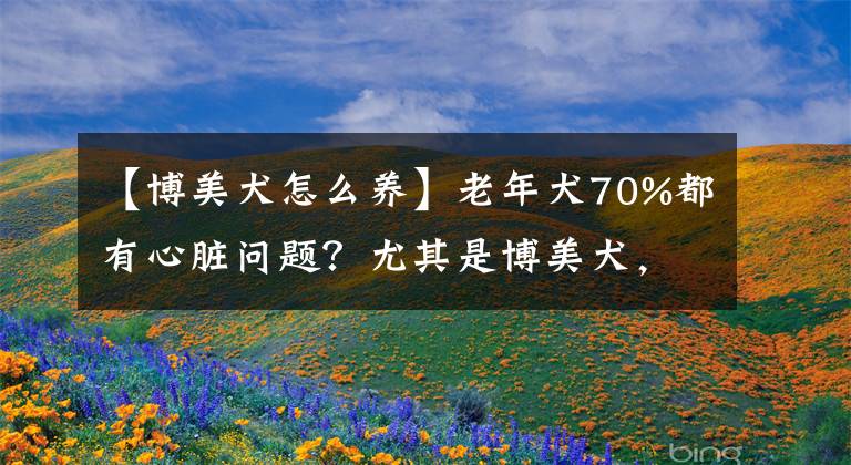 【博美犬怎么養(yǎng)】老年犬70%都有心臟問題？尤其是博美犬，這份養(yǎng)護指南必不可少