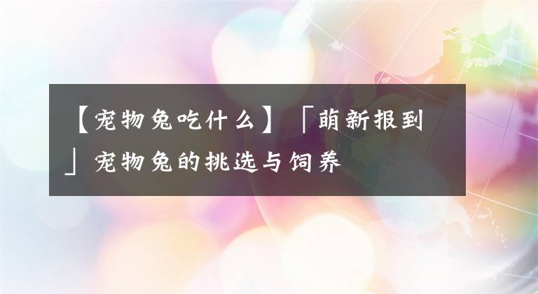 【寵物兔吃什么】「萌新報(bào)到」寵物兔的挑選與飼養(yǎng)