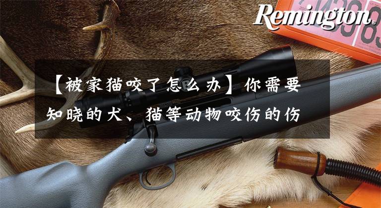 【被家貓咬了怎么辦】你需要知曉的犬、貓等動(dòng)物咬傷的傷口處理