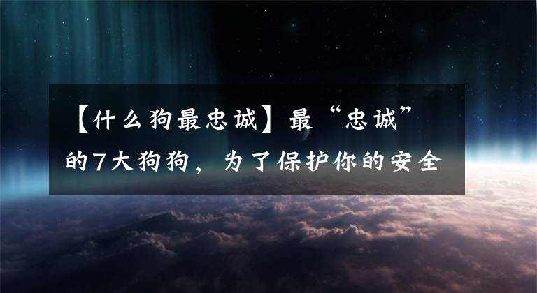 【什么狗最忠誠】最“忠誠”的7大狗狗，為了保護(hù)你的安全，連命都可以不要