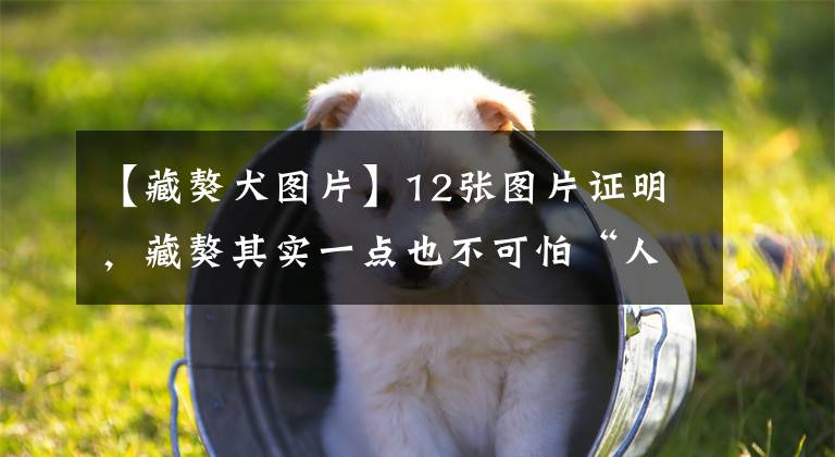 【藏獒犬圖片】12張圖片證明，藏獒其實(shí)一點(diǎn)也不可怕“人家也是超萌的狗狗呢”