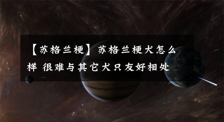 【蘇格蘭?！刻K格蘭梗犬怎么樣 很難與其它犬只友好相處