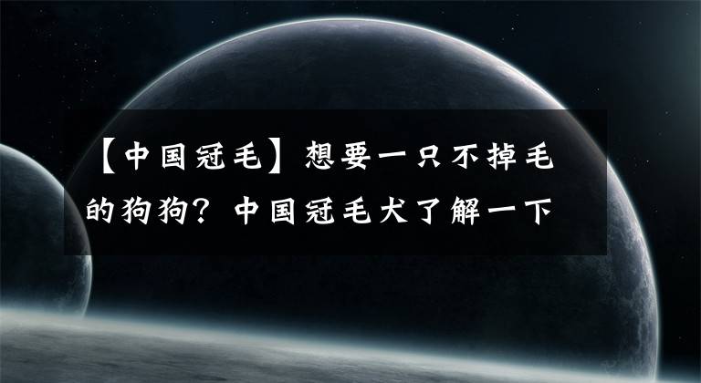 【中國冠毛】想要一只不掉毛的狗狗？中國冠毛犬了解一下，不過它們不是國產(chǎn)的