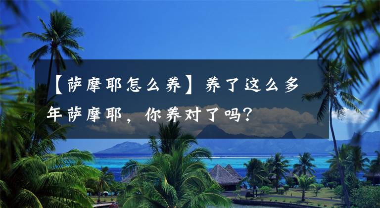 【薩摩耶怎么養(yǎng)】養(yǎng)了這么多年薩摩耶，你養(yǎng)對了嗎？