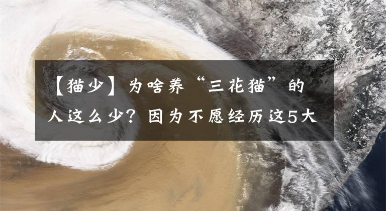 【貓少】為啥養(yǎng)“三花貓”的人這么少？因?yàn)椴辉附?jīng)歷這5大痛苦