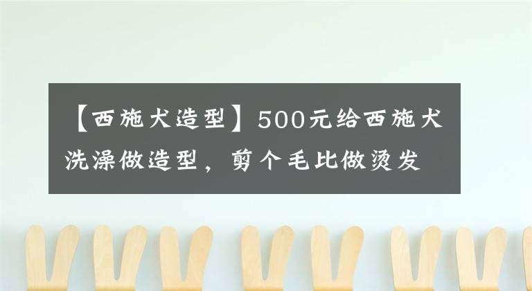 【西施犬造型】500元給西施犬洗澡做造型，剪個(gè)毛比做燙發(fā)還要貴！