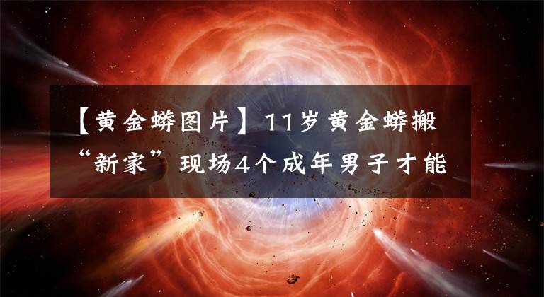 【黃金蟒圖片】11歲黃金蟒搬“新家”現(xiàn)場4個(gè)成年男子才能將它抬起