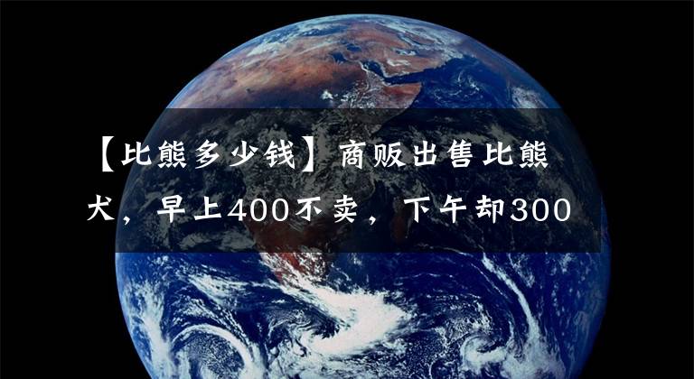 【比熊多少錢】商販出售比熊犬，早上400不賣，下午卻300出售？