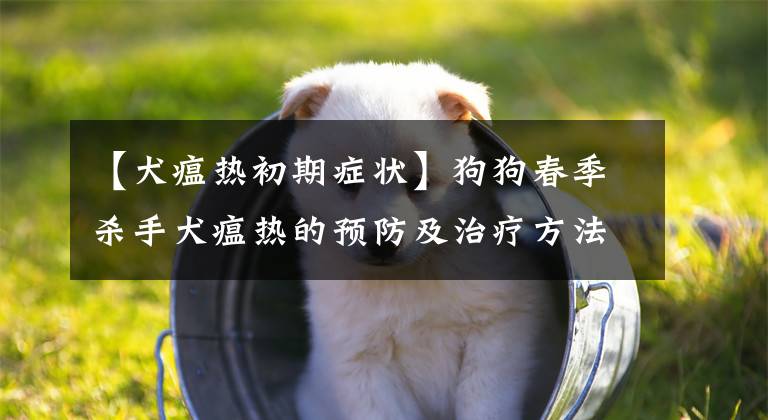 【犬瘟熱初期癥狀】狗狗春季殺手犬瘟熱的預(yù)防及治療方法