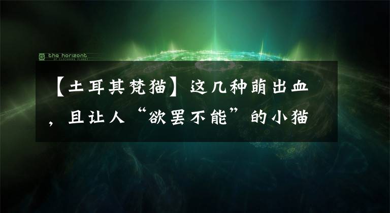 【土耳其梵貓】這幾種萌出血，且讓人“欲罷不能”的小貓咪，我來給你種種草