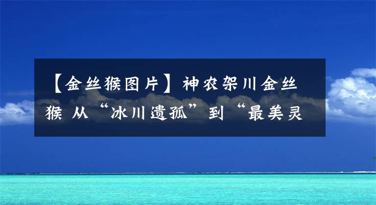 【金絲猴圖片】神農(nóng)架川金絲猴 從“冰川遺孤”到“最美靈長(zhǎng)部落”