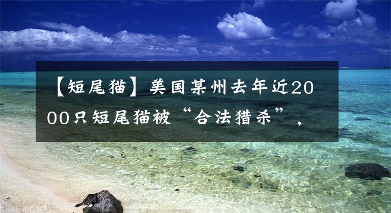 【短尾貓】美國(guó)某州去年近2000只短尾貓被“合法獵殺”，皮毛交易或是推手