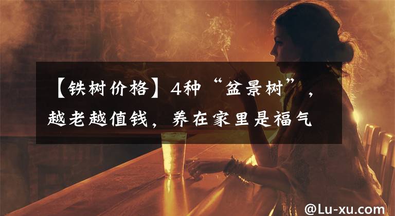 【鐵樹價格】4種“盆景樹”，越老越值錢，養(yǎng)在家里是福氣，看看你家有沒有？