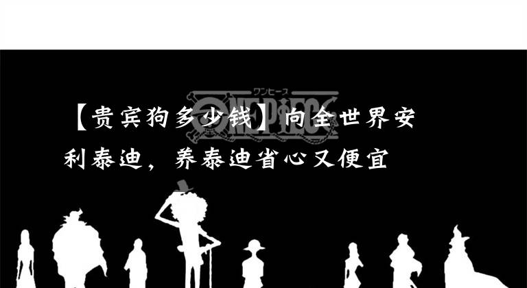 【貴賓狗多少錢】向全世界安利泰迪，養(yǎng)泰迪省心又便宜