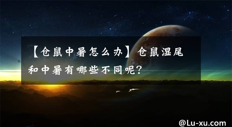 【倉鼠中暑怎么辦】倉鼠濕尾和中暑有哪些不同呢？