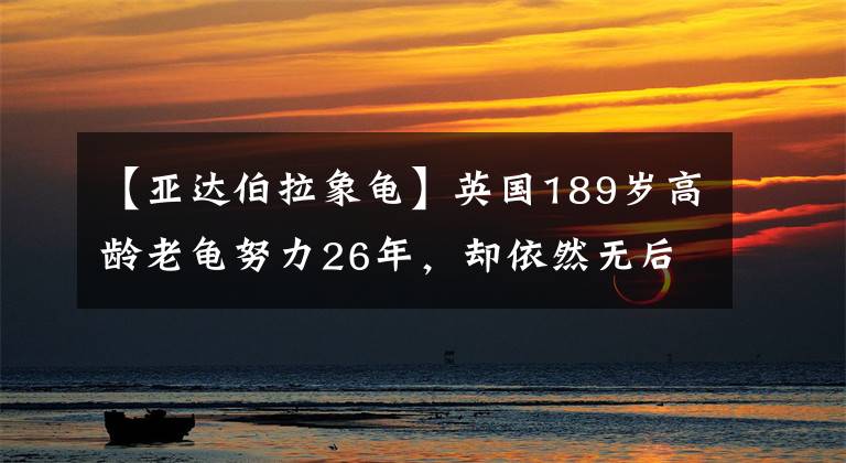 【亞達(dá)伯拉象龜】英國(guó)189歲高齡老龜努力26年，卻依然無(wú)后代，獸醫(yī)：伴侶也是公的