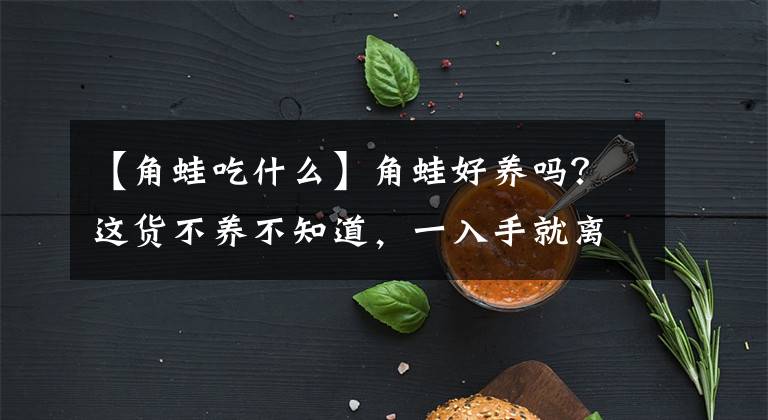 【角蛙吃什么】角蛙好養(yǎng)嗎？這貨不養(yǎng)不知道，一入手就離不開了