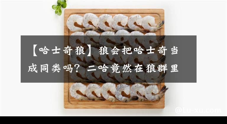 【哈士奇狼】狼會(huì)把哈士奇當(dāng)成同類嗎？二哈竟然在狼群里稱王了