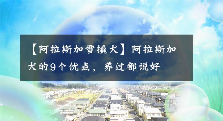 【阿拉斯加雪撬犬】阿拉斯加犬的9個(gè)優(yōu)點(diǎn)，養(yǎng)過(guò)都說(shuō)好