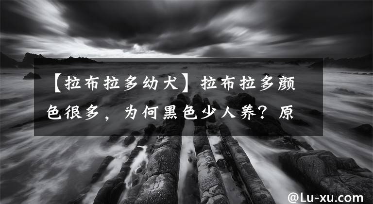 【拉布拉多幼犬】拉布拉多顏色很多，為何黑色少人養(yǎng)？原來(lái)真相是這樣的