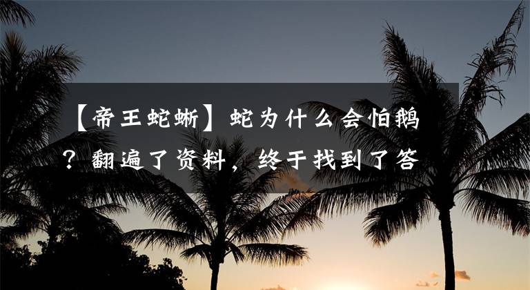 【帝王蛇蜥】蛇為什么會怕鵝？翻遍了資料，終于找到了答案